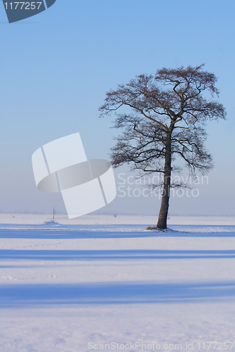 Image of tree in the winter 