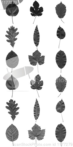 Image of Leaves collage