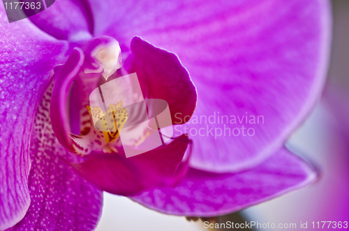 Image of Orchid