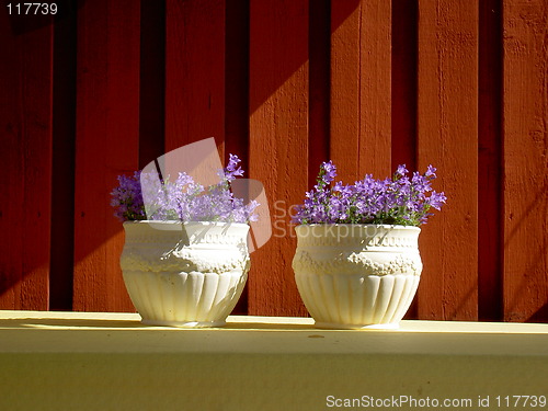 Image of Flowers in sunbeam