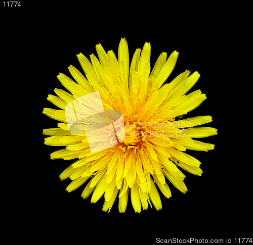 Image of dandelion