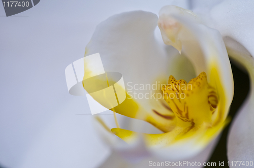 Image of Orchid