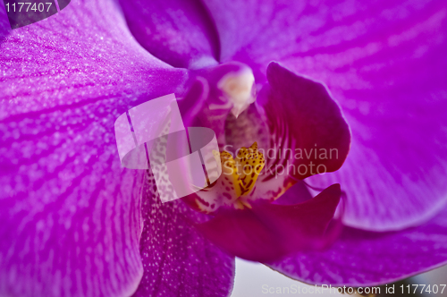 Image of Orchid