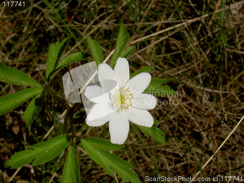 Image of Windflower