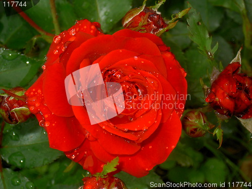 Image of Red Rose