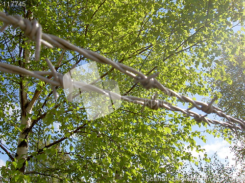 Image of Barbed wire