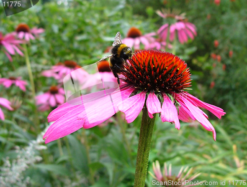 Image of Echinacea and bea