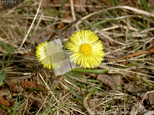 Image of Springflower