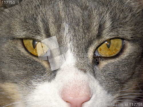 Image of Cats eye