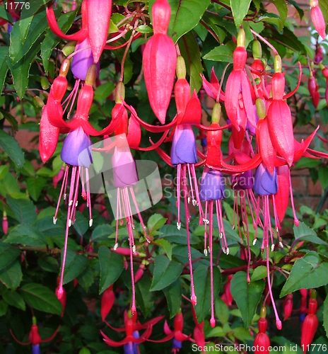 Image of Fuschias