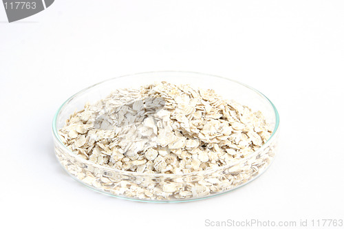 Image of Rolled oats in a petri dish