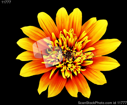 Image of Gaillardia