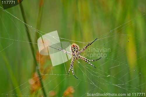 Image of Colorful spider