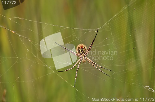 Image of Spider