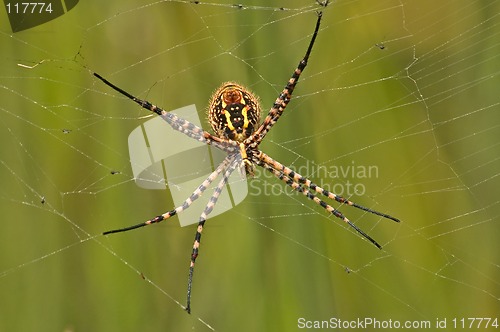 Image of Spider and web