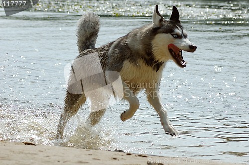 Image of Husky dog on the beach