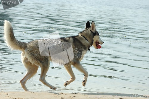 Image of Husky dog on the beach