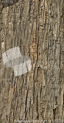 Image of Tiled tree bark texture