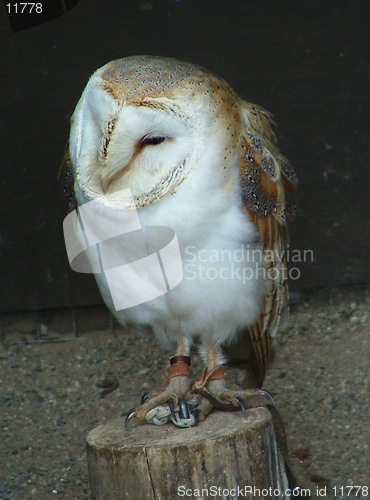 Image of Barn owl