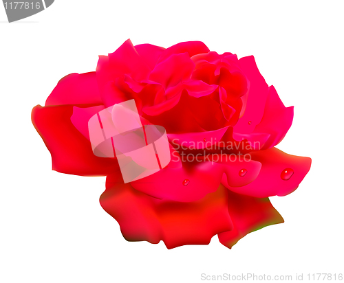 Image of Red rose. Isolated on white background.