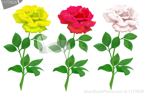 Image of realistic rose isolated on white background 