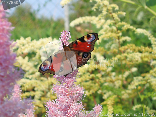 Image of Beautiful butterfly