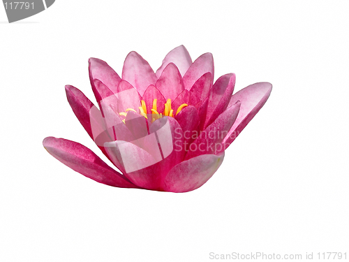 Image of Lotus flower design element