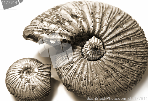 Image of fossilized ammonite