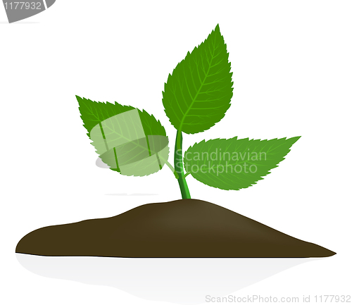 Image of Young plant in dark soil isolated on white background