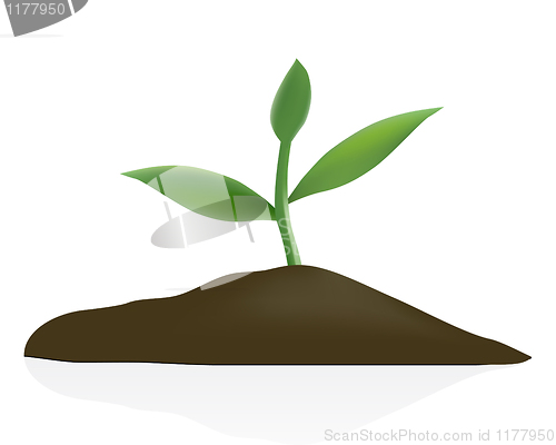 Image of Young plant in dark soil isolated on white background