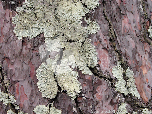 Image of Lichen on a bark of a tree