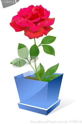 Image of Red rose flower in pot