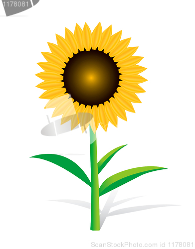 Image of Sunflower On White