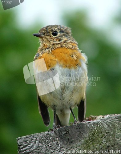 Image of English Robin