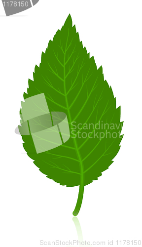 Image of Green simple leave isolated on white