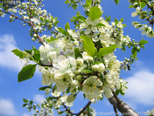 Image of branch of a blossoming tree