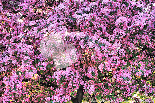 Image of blossoming tree background