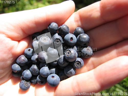 Image of handful of fresh blueberries 