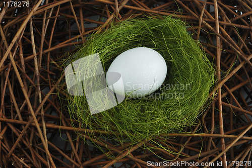 Image of egg in a nest over branches