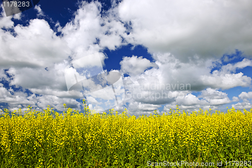 Image of Canola field