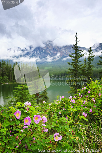 Image of Wild roses and mountain lake in Jasper National Park