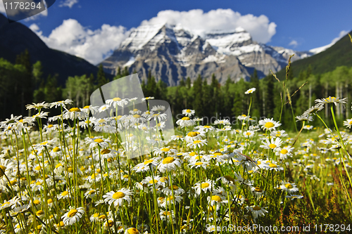 Image of Daisies at Mount Robson provincial park, Canada