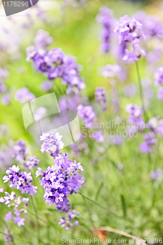 Image of Lavender blooming in a garden
