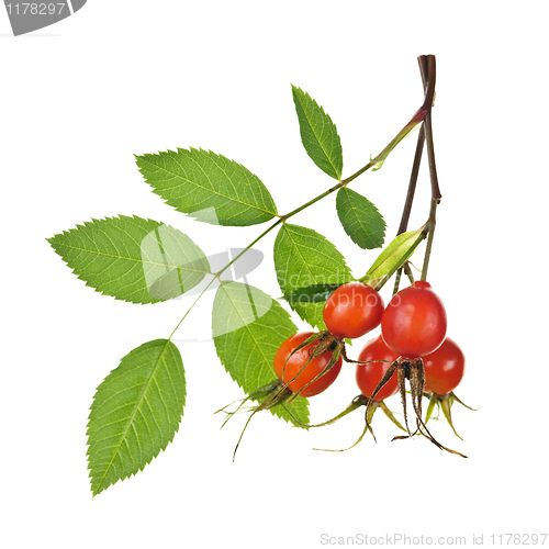 Image of Branch with rose hips