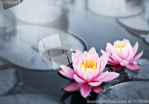 Image of Lotus blossoms