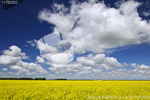 Image of Canola field