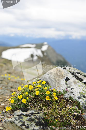 Image of Alpine meadow in Jasper National Park