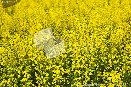 Image of Canola plants