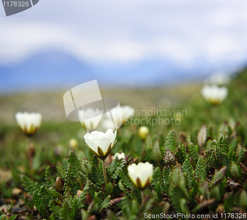 Image of Alpine meadow in Jasper National Park