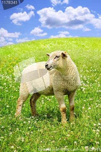 Image of Cute young sheep